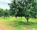 Chính chủ bán hơn 1 sào đất có sẵn vườn trái cây, đất cách TT TP Đồng Xoài 10p đi xe