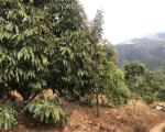 💥 Chủ cần bán vườn 1,1ha cafe, sầu riêng xen cây ăn trái tại xã Lộc Bắc-Bảo Lâm giá 1,1tỷ