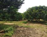 Bán gấp vườn trái cây chính chủ diện tích 2000m2 tại thị xã Bình Long