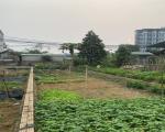 Bác Trai Cần Bán Mảnh Đất 5ty100m2 Tại Phú Hữu-Bình Yên