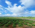 Đất  Đông Hòa- Trảng Bom- Đồng Nai