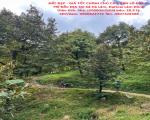 ĐẤT ĐẸP - GIÁ TỐT CHÍNH CHỦ CẦN BÁN LÔ ĐẤT VỊ TRÍ ĐẮC ĐỊA TẠI Xã Hà Lâm, ĐạHoai Lâm Đồng