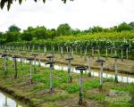 Bán thửa đất khủng mặt tiền QL61C Phong Điền Cần Thơ