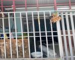 CẦN TIỀN BÁN GẤP – NHÀ  CẤP 4 HẺM XE HƠI BÌNH HƯNG HÒA, BÌNH TÂN, TP.HCM